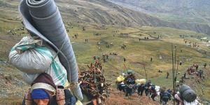 यार्सा संकलनका लागि मुगुका बासिन्दा पाटनतिर        